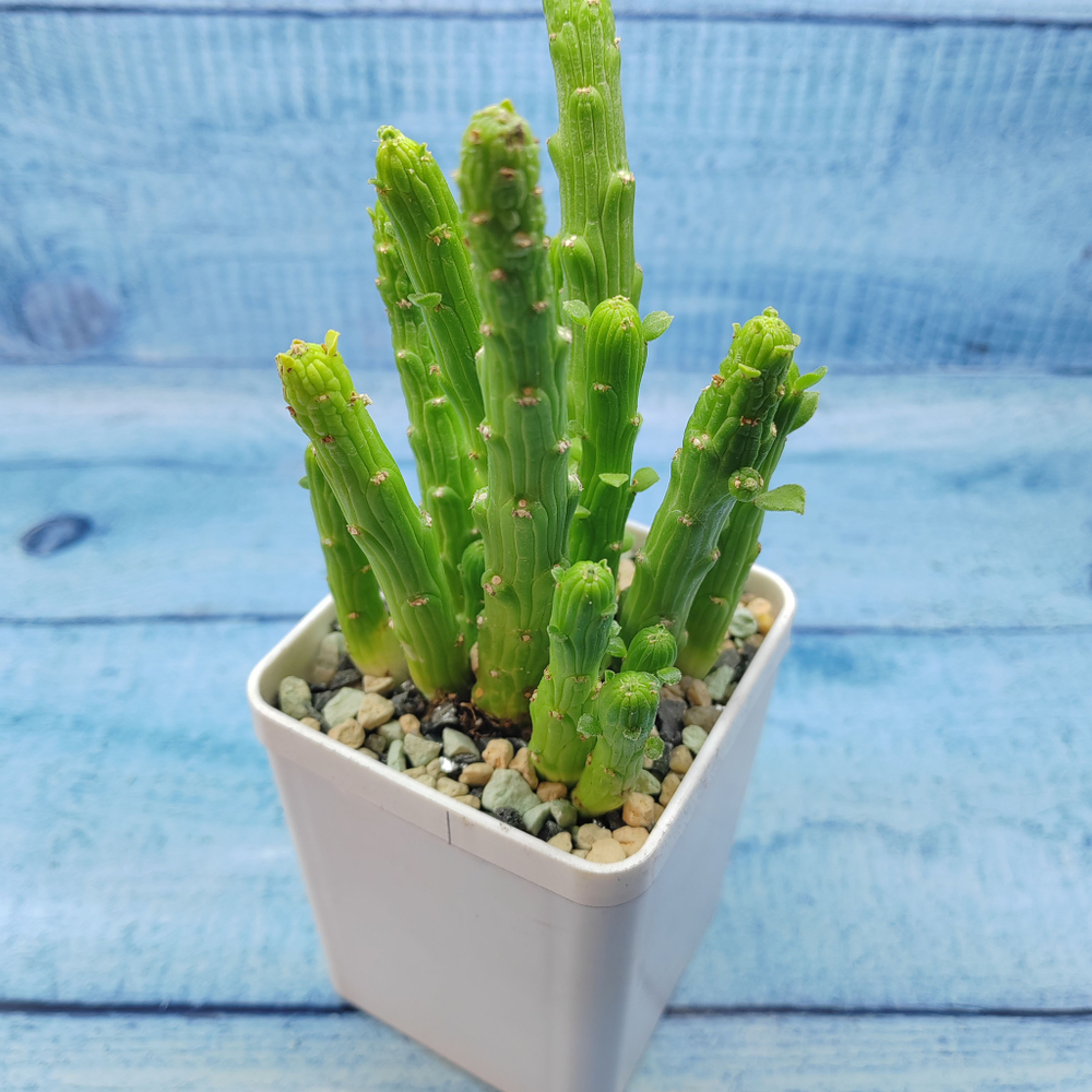 Monadenium Ellenbeckii (Монадениум)