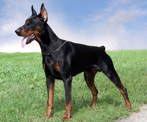 Доберман Доберман