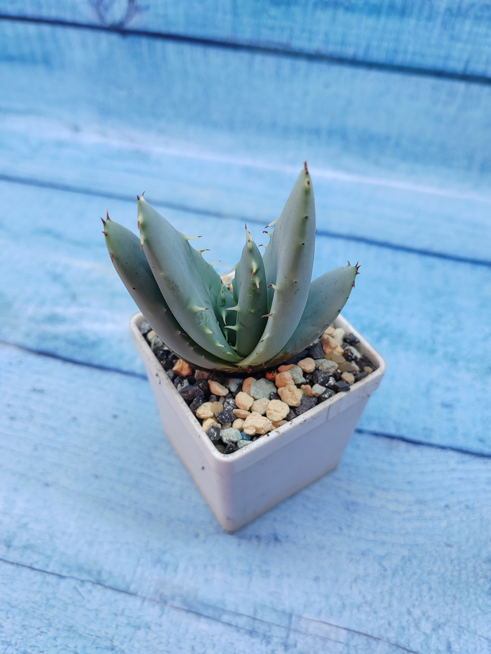 Aloe Peglerae (Алоэ)