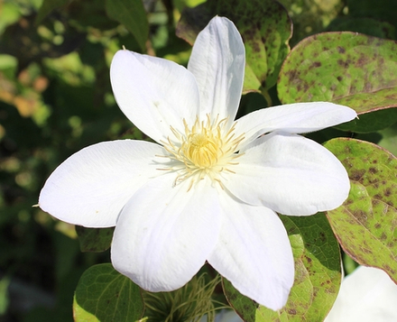 Клематис Вадас Праймроуз