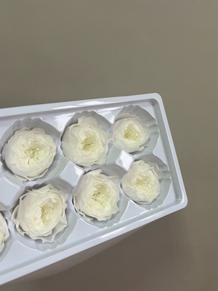 Роза пиновидная белая d=4-5 см (упак 8 шт)