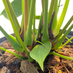 Антуриум Андре RITMA