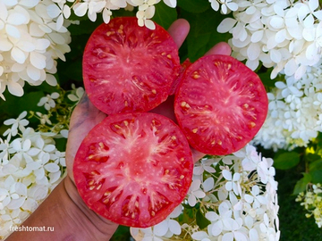 Марманде де Монтпеллье (Marmande de Montpellier) сорт томата