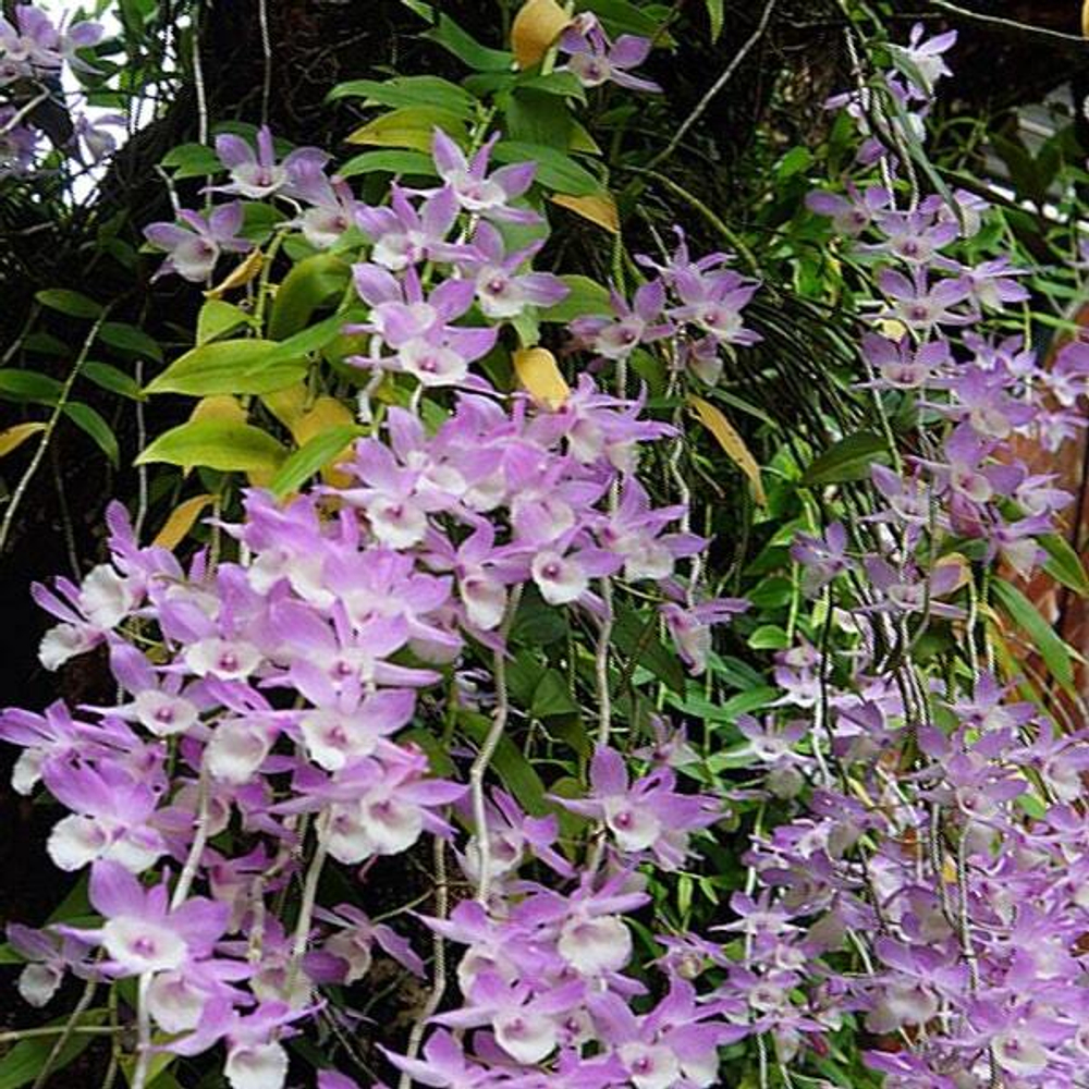 Орхидея DENDROBIUM APHYLLUM