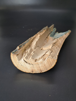 Бивень мамонта для коллекции