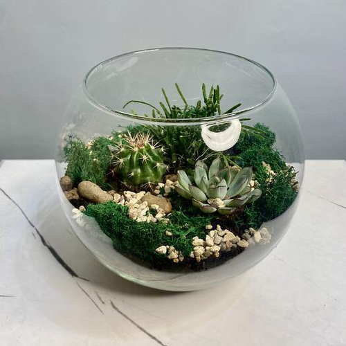 Флорариум в стеклянной вазе с суккулентом, кактусом, рипсалисом и мхом. Флорариум 003 Chalet Green