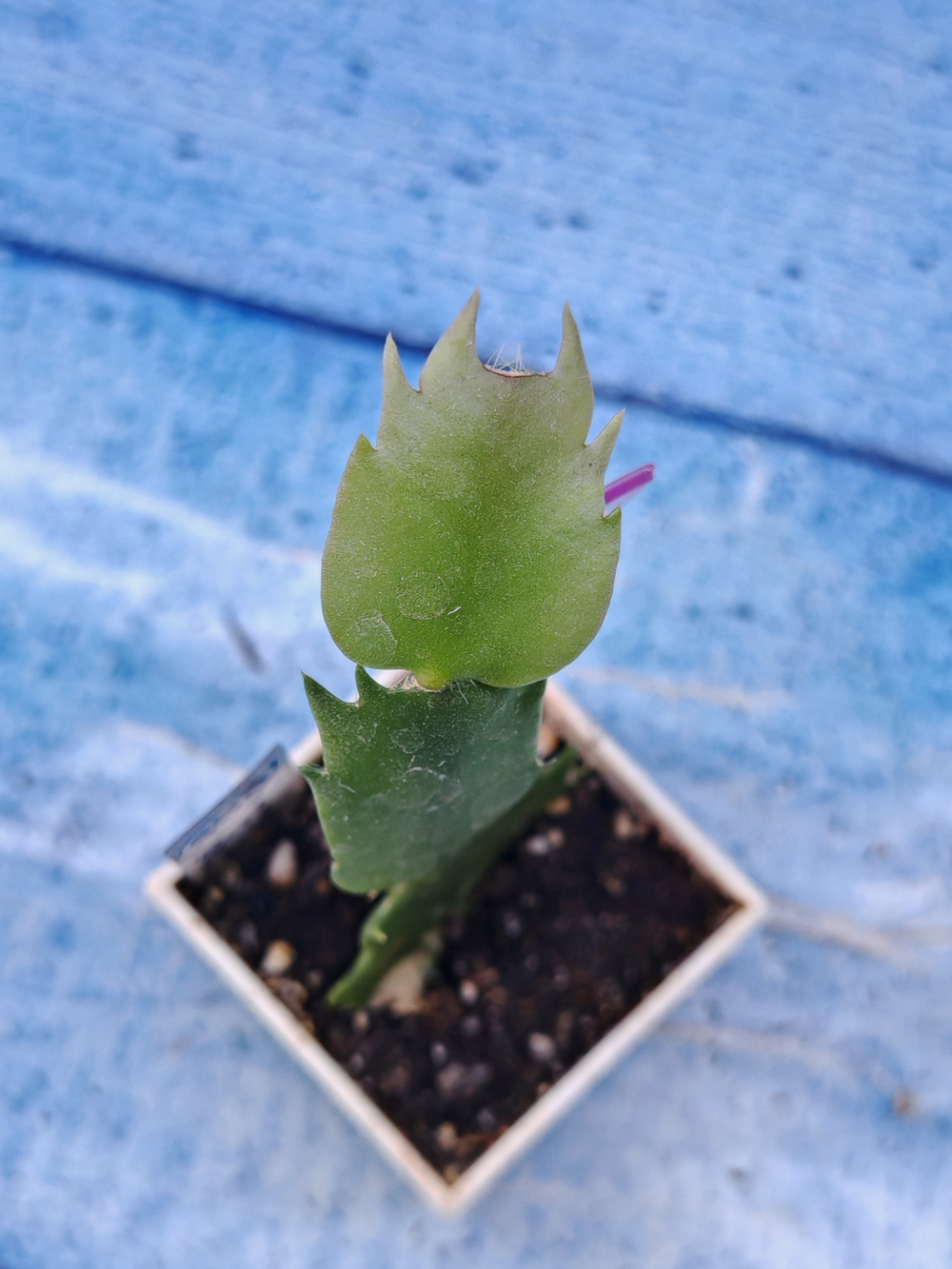 Schlumbergera cv. Branca Dobrada (Шлюмбергера)