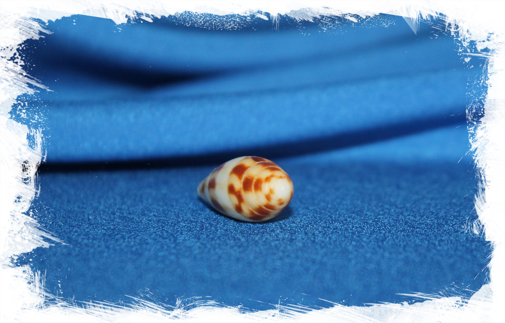 Коллекционная морская ракушка Conus mitratus, Конус митратус