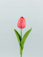 Тюльпан латекс Микс (набор из 14 штук)