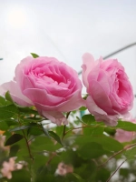 Роза шраб Гита Ренессанс