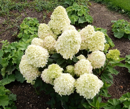 «Бобо» (Bobo)  Метельчатая Гортензия Р9