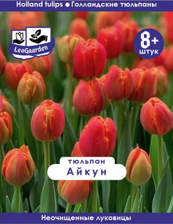 Тюльпан Луковица, Айкун, 8+ шт