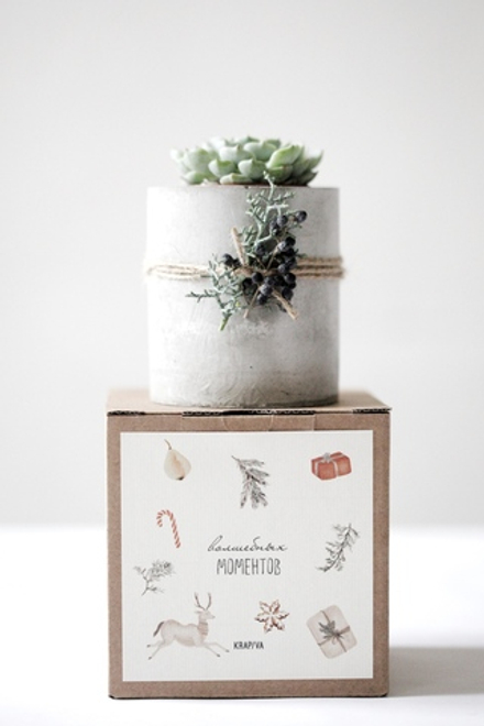 Новогодний набор с суккулентом № 19