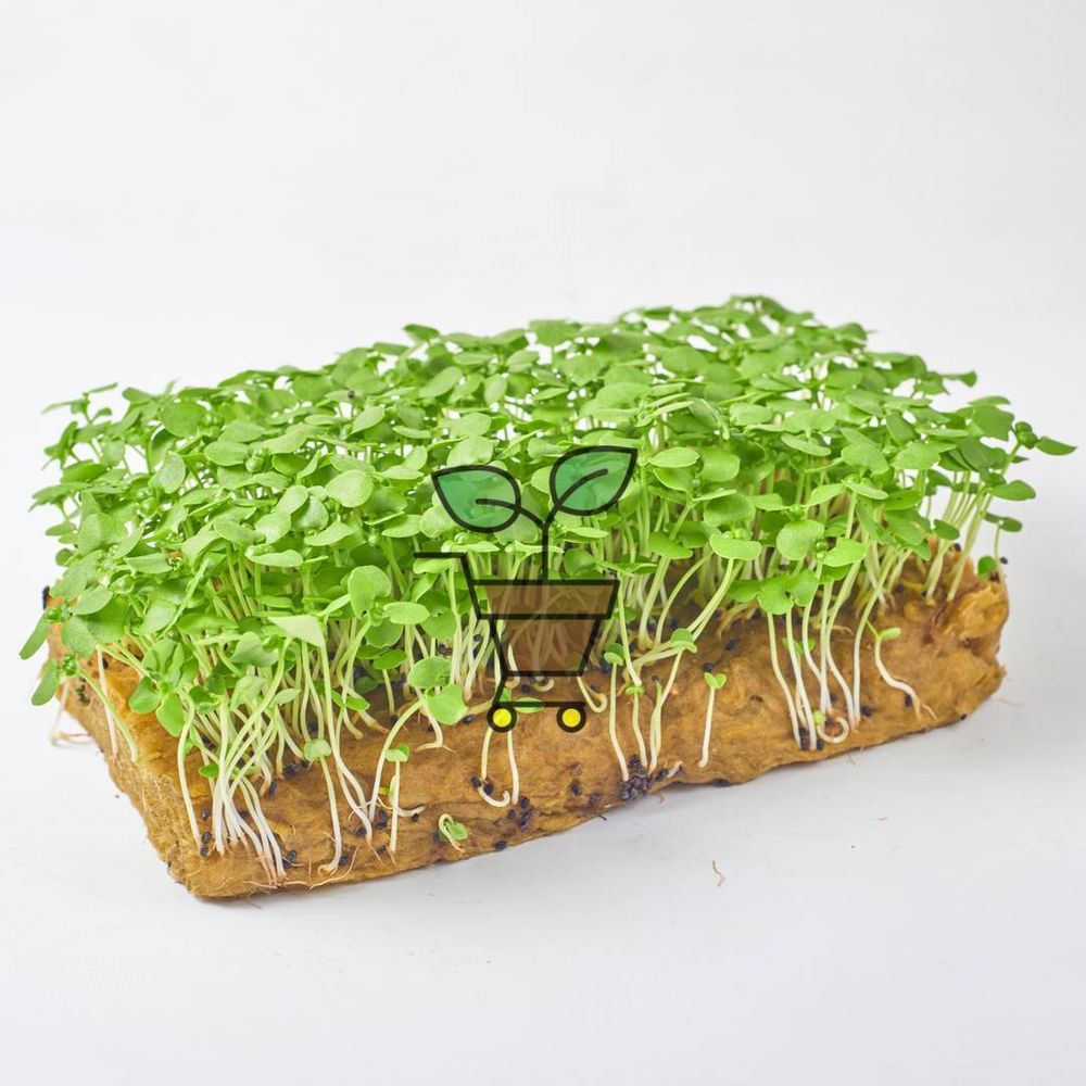 Базилик зелёный со вкусом лимона