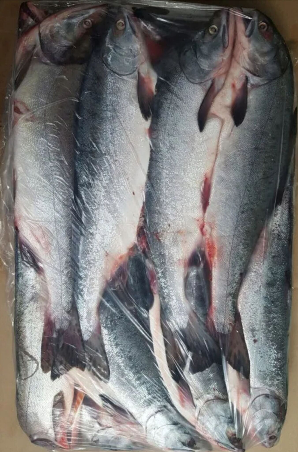 Горбуша с/м непотрошеная