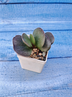 Adromischus Maculatus hyb. (Адромискус)