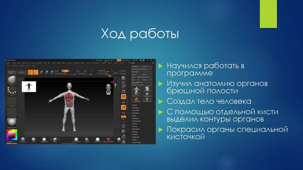 Модель Органы брюшной полости — купить по ФГОС | Учебный стандарт