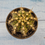 Gymnocalycium T-Rex hybride (Гимнокалициум T-rex)