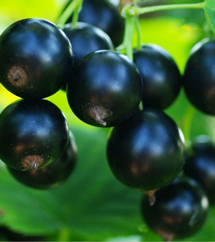 Смородина Геркулес черная