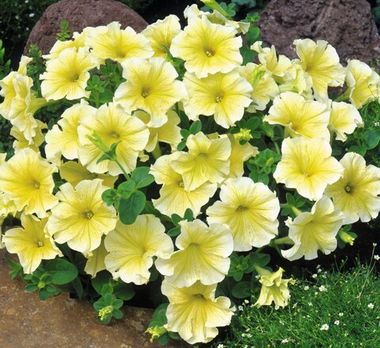 S60105 Петуния кустовая Multiflora MIRAGE YELLOW 1000 шт.