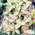 Аглаонема GADIZ