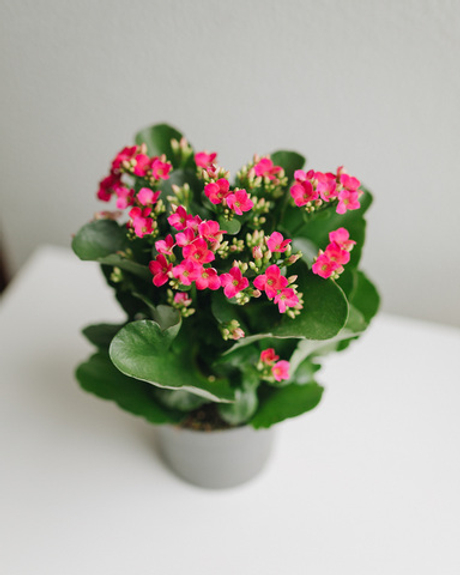 Каланхоэ Блоссфельда розовое