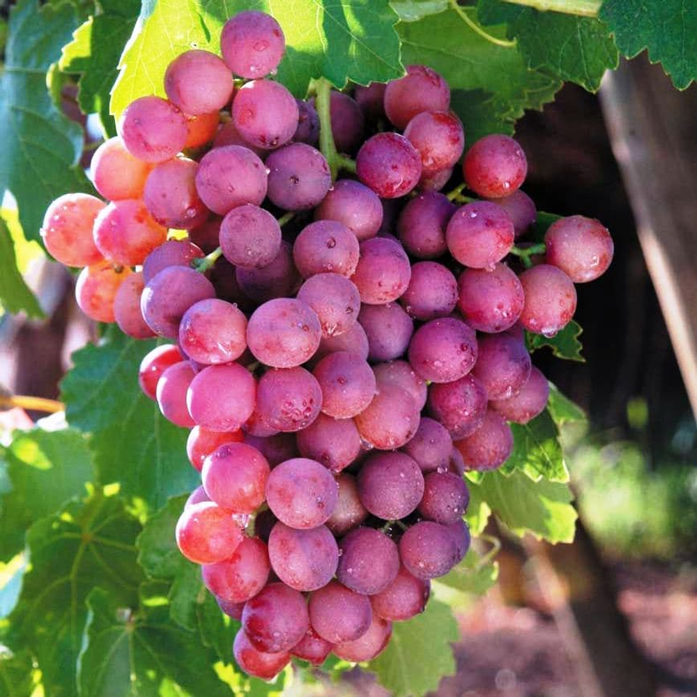 Виноград Ширвинта