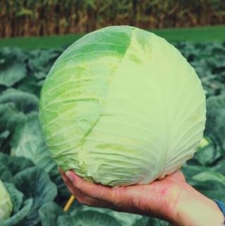 Капуста белокочанная Грин Бой F1 2500 (семян)