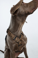 Шлейка Леопард+Розовый неон