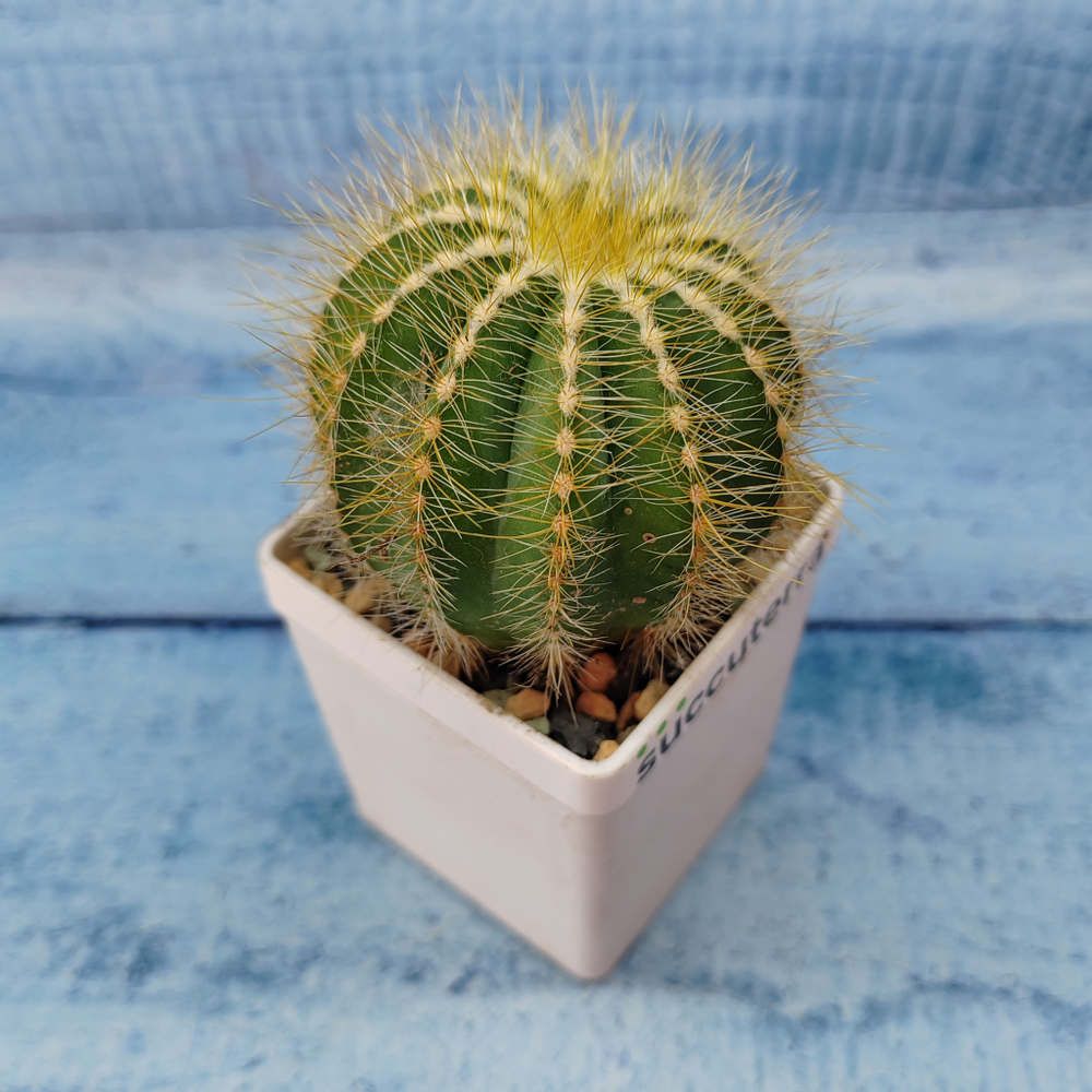 Notocactus Magnificus (Нотокактус)