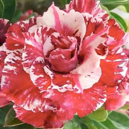 Адениум обесум 262 Thành Thái Mutation