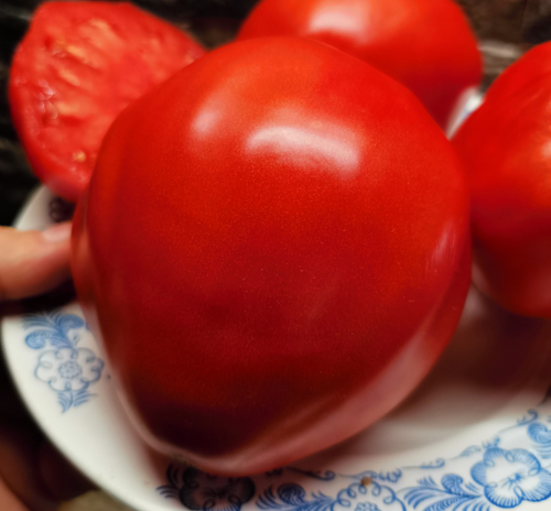 Помидоры Гигант Provenzano