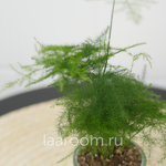 Аспарагус Сацетус d6