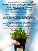 Петуния Розовый космос Гоутуния Космик Пинк