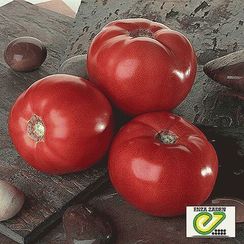 УСМАНЬ F1 семена томата (Enza Zaden | Alexagro)