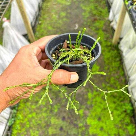 Хуперция H.SOI PAKARANG CORAL 3"