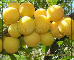 Слива желтая(название условное)