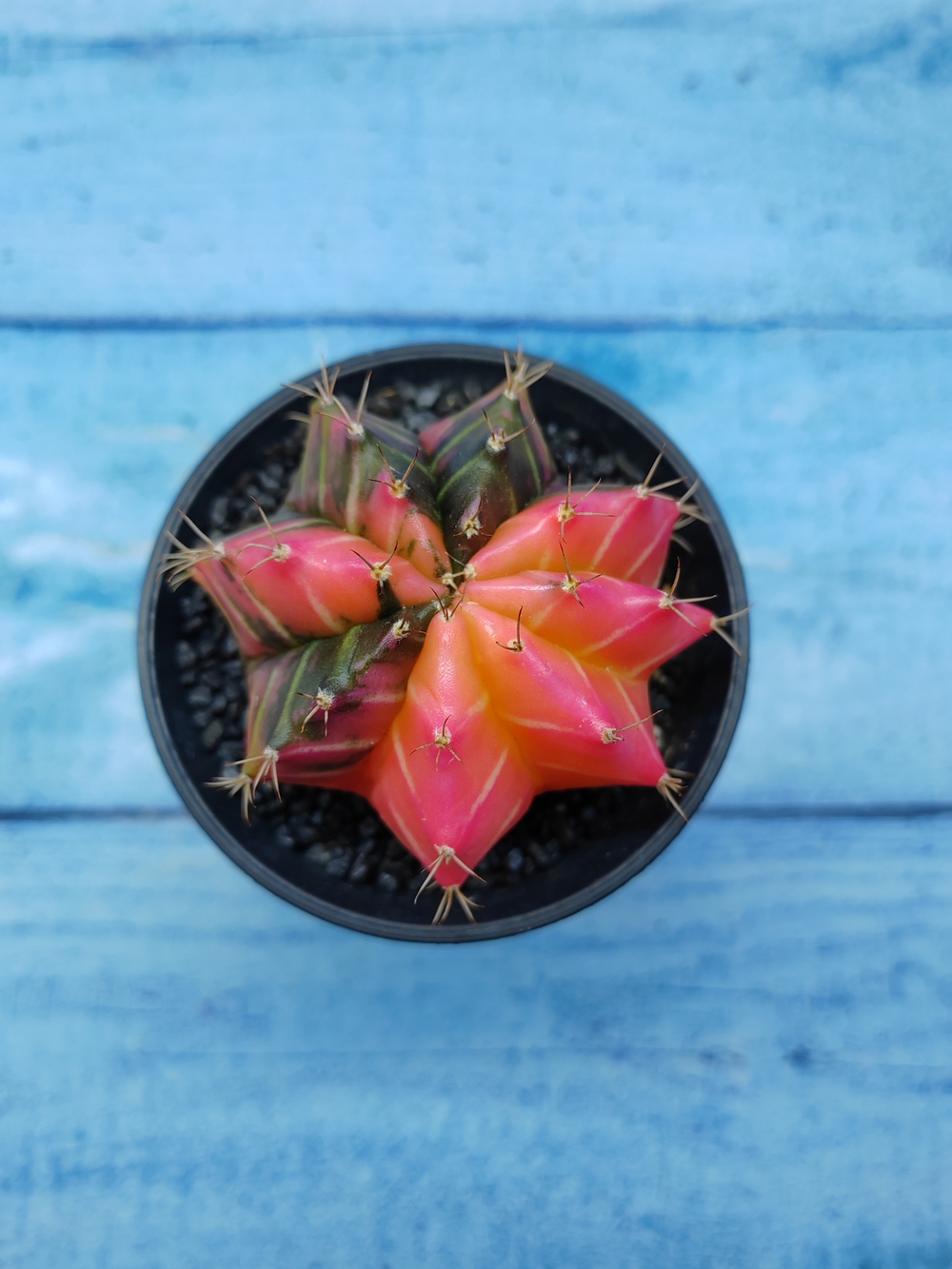 Gymnocalycium Variegata (Гимнокалициум Вариегатный)