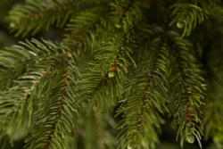 Ель 260см Black Box Коттеджная зеленая