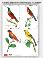 Трансфер для декупажа переводной рисунок для поверхностей 174