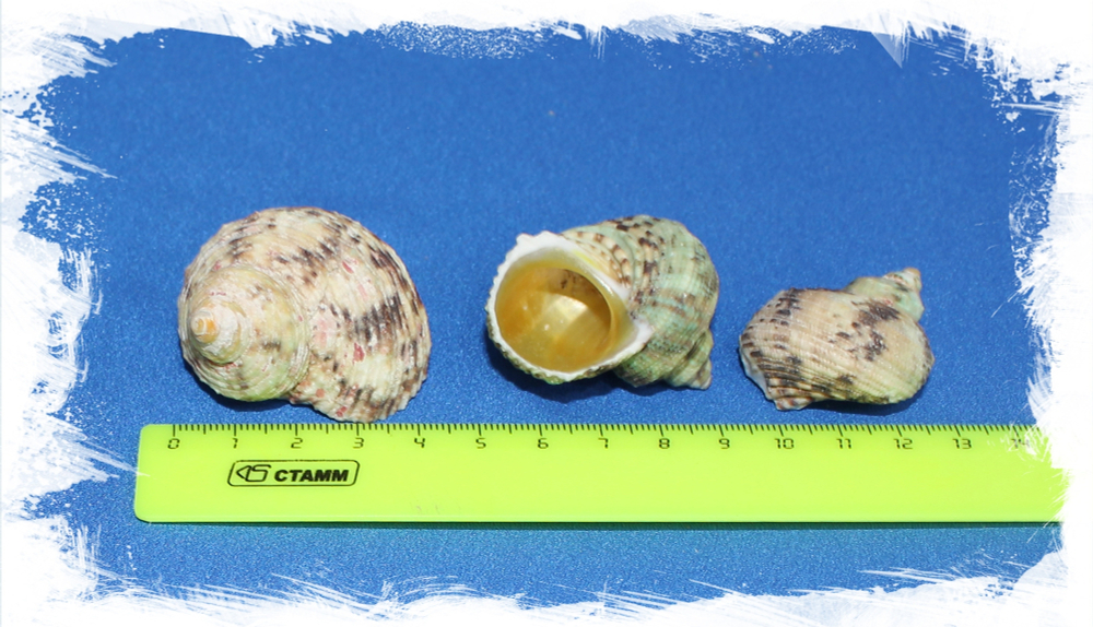 Турбо золотоустый 3 см - 4,5 см