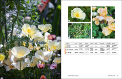 The Gardener`s Palette: Creating Colour Harmony in the Garden