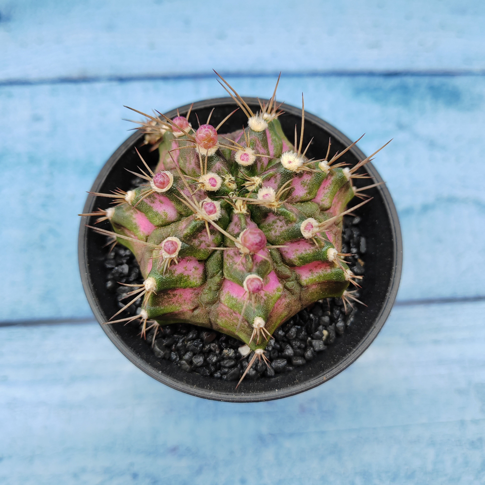 Gymnocalycium T-Rex Pink hybride (Гимнокалициум T-rex)