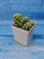 Sedum Burrito (Седум)