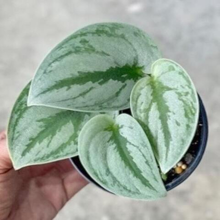 Сциндапсус N4