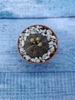 Суккулент Euphorbia Obesa (Эуфорбия)