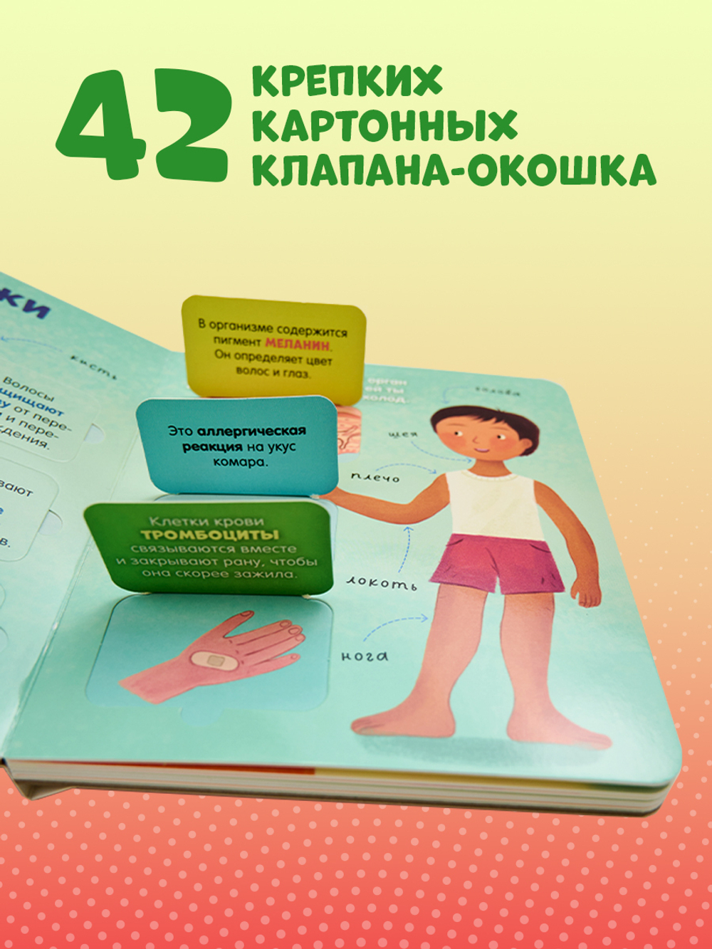 Книжка с окошками. Тело человека