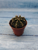 Gymnocalycium Friedrichii (Гимнокалициум)