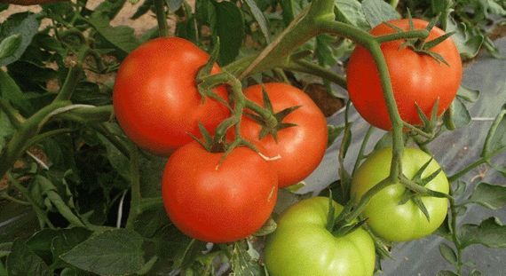 КОРВИНУС F1 семена томата Seminis описание