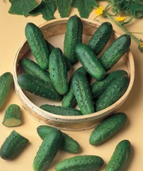 Наташа F1 семена огурца пчелоопыляемого (Seminis / Семинис)